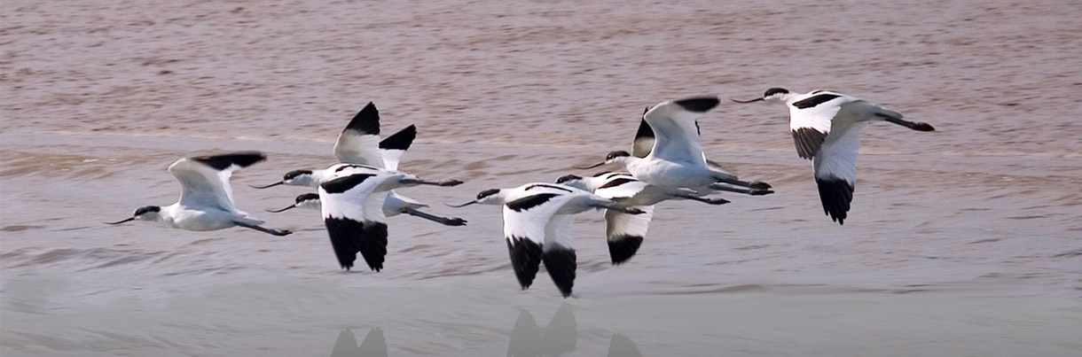 avocets