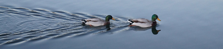mallards