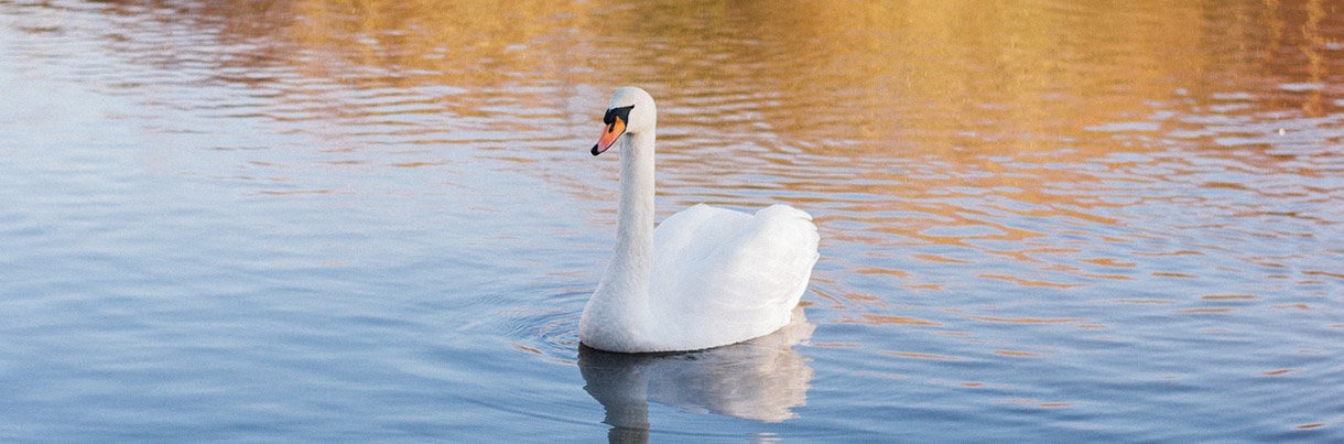 swan