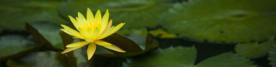 water lily