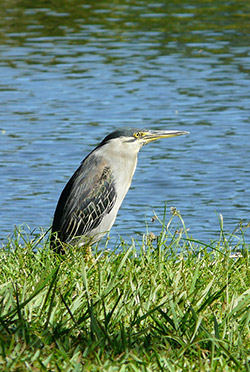 heron