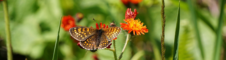 butterfly