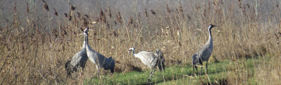 cranes