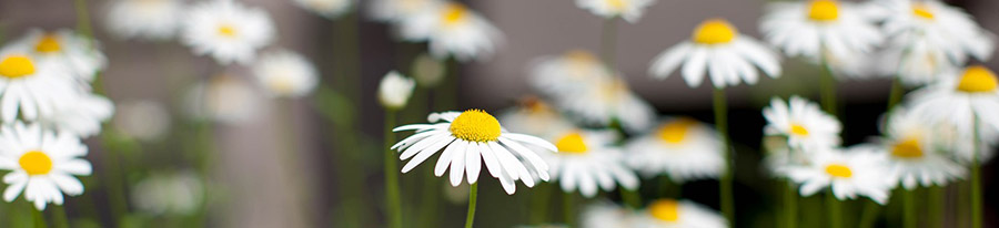 daisy