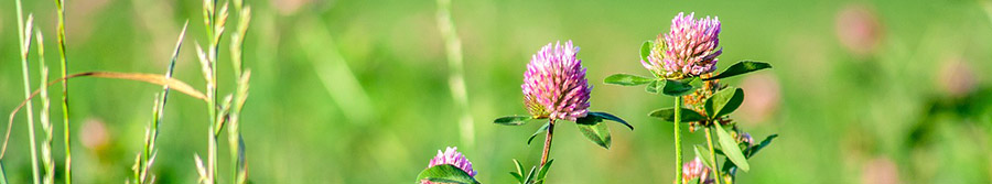 wildflowers