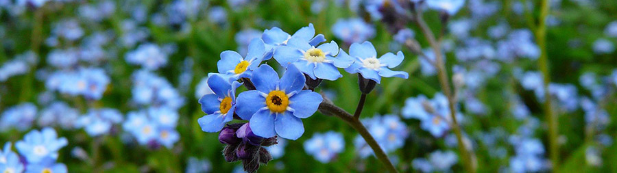forget-me-not