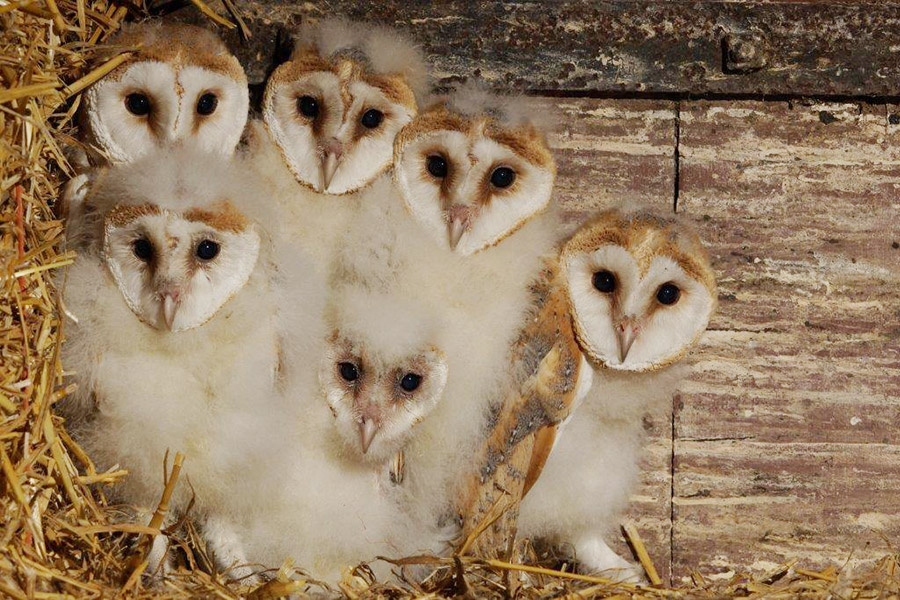 owls