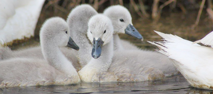 goslings