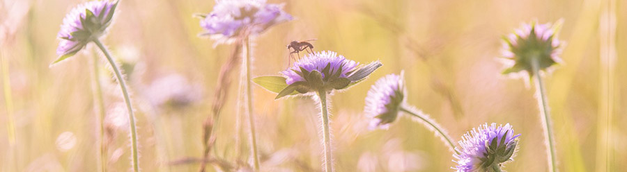 wildflowers