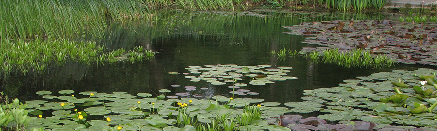 yellow-flag-900jpg